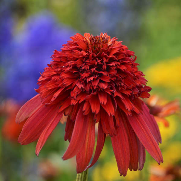 Echinacea Hot Papaya Coneflower