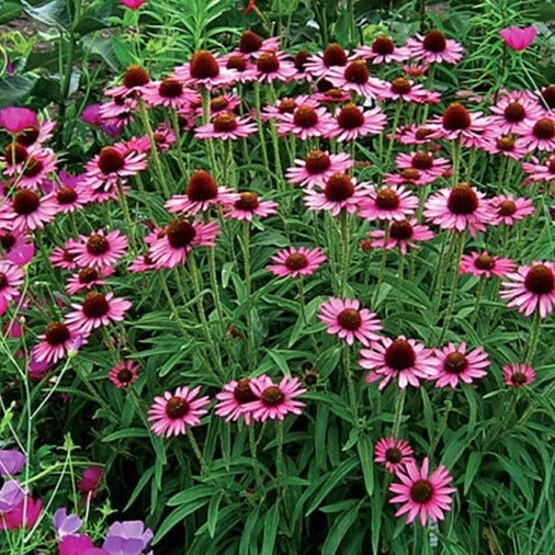 Echinacea 'Pixie Meadowbrite' - Coneflower