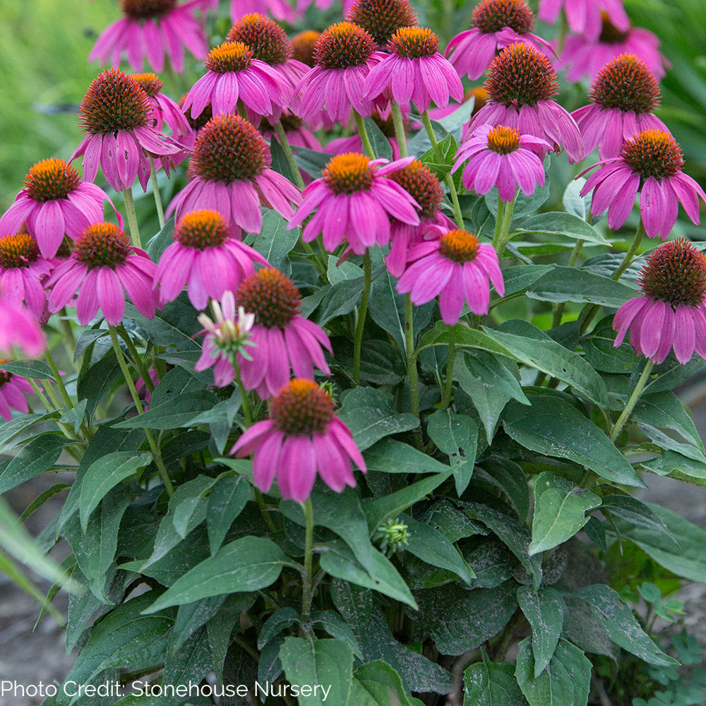 echinacea pow wow wild berry seeds Echinacea 'PowWow Wild Berry'