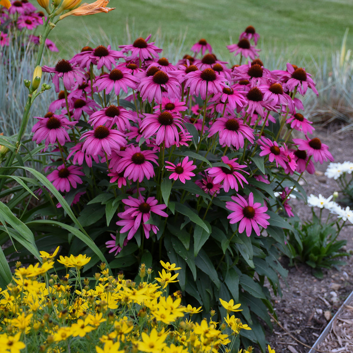 Echinacea 'Purple Emperor' - Coneflower