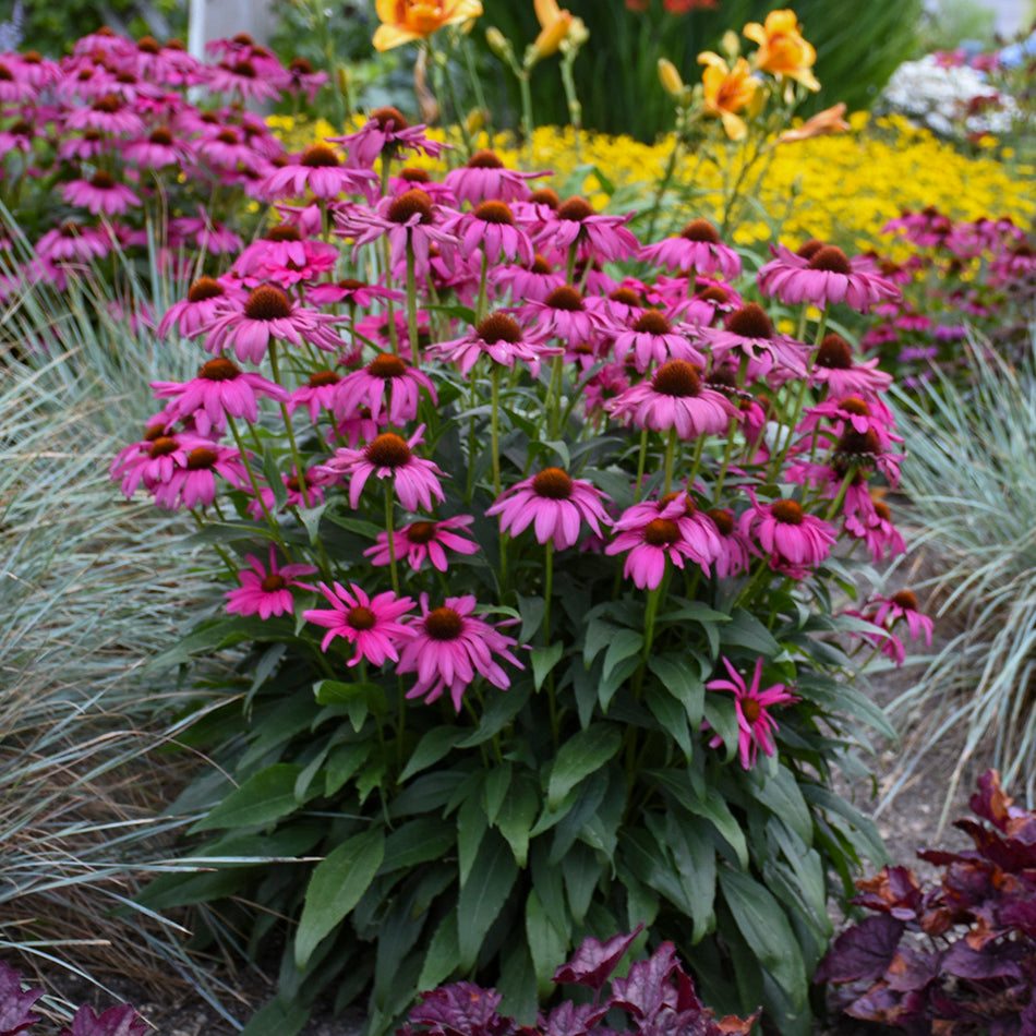 Echinacea 'Purple Emperor' - Coneflower