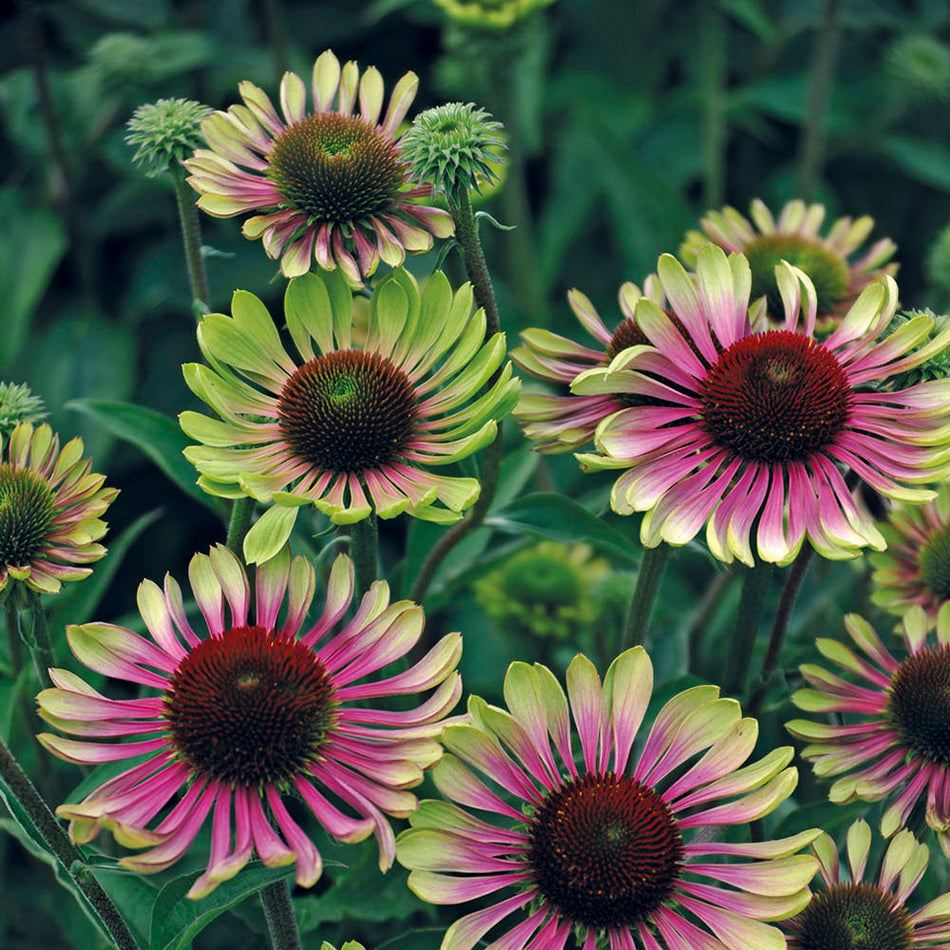 Echinacea 'Green Twister' - Coneflower