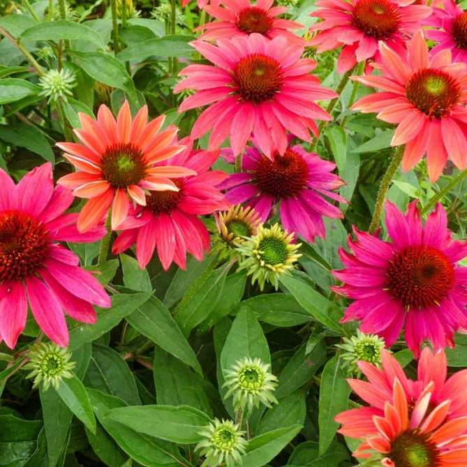 Echinacea 'Sombrero Tres Amigos' - Coneflower