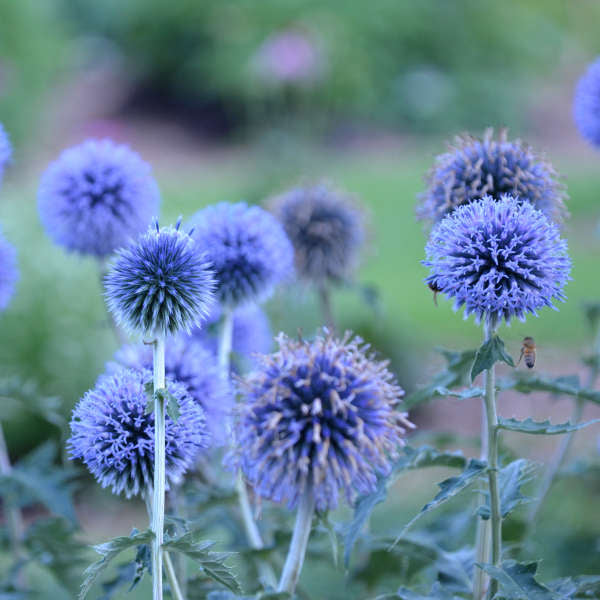Echinops Blue Glow