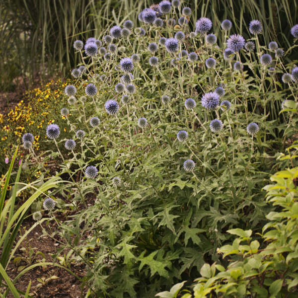Echinops Blue Glow