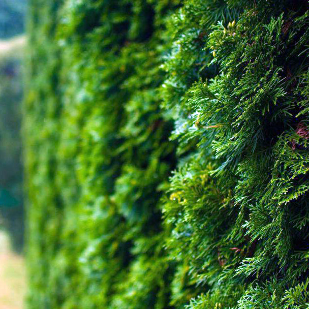 Green Giant Arborvitae