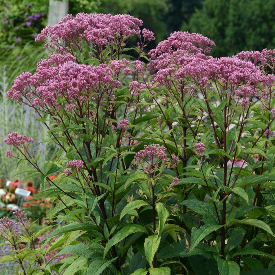 Eupatorium dubium 'Baby Joe' - Joe Pye Weed