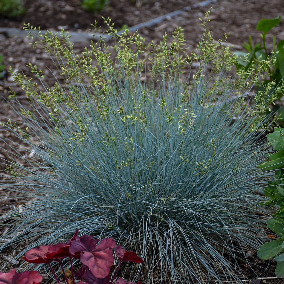 Blue Whiskers Blue Fescue