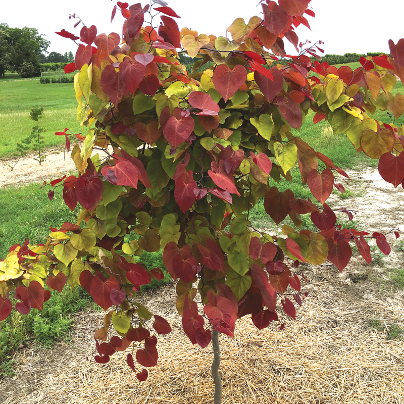 Flame Thrower Redbud