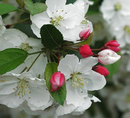 Flame Crabapple