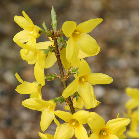 Spring Gold Forsythia