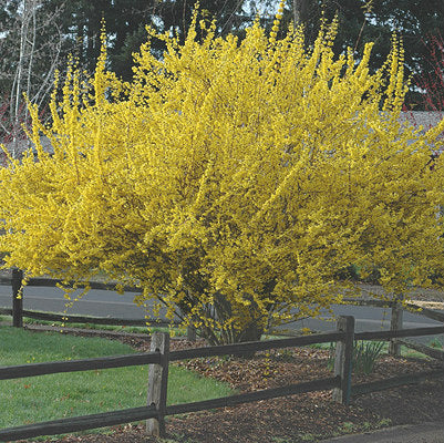 Spring Gold Forsythia