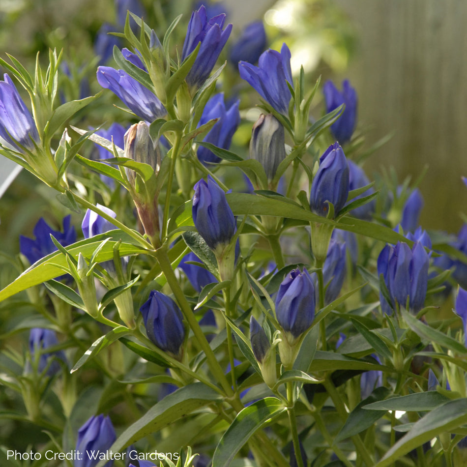 Gentiana 'True Blue' - Gentian