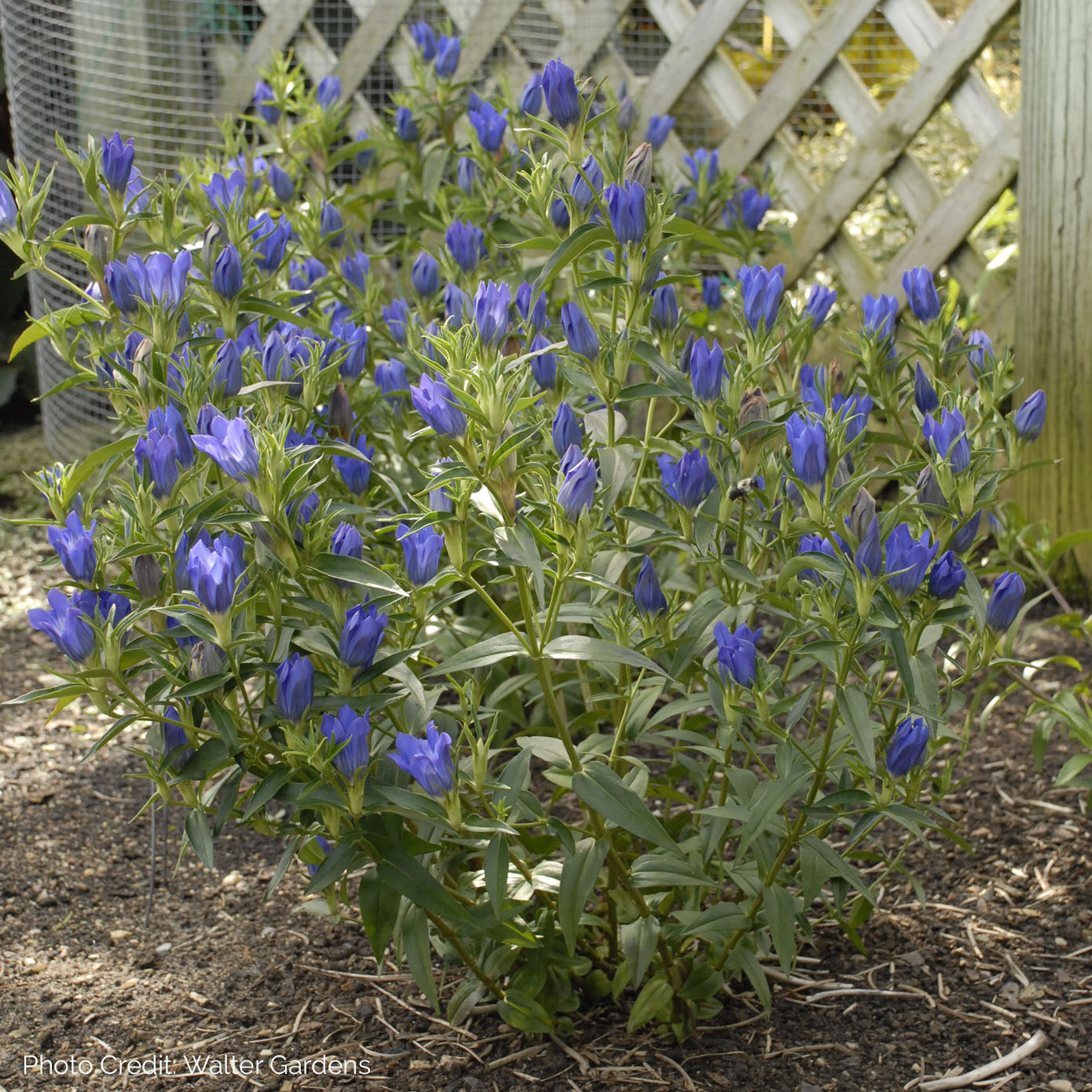 Gentiana 'True Blue' - Gentian