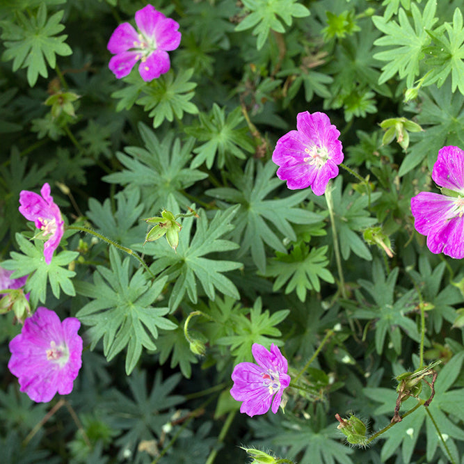 Geranium Sanguineum - Bloody Cranesbill