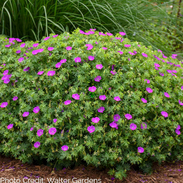 Geranium Sanguineum - Bloody Cranesbill