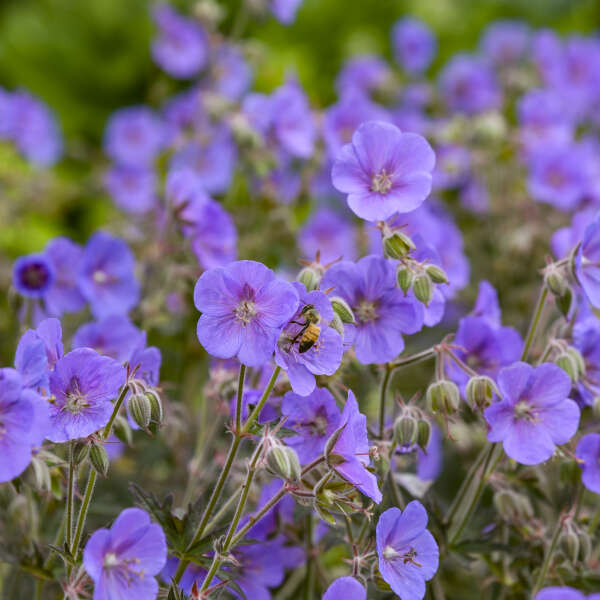 Geranium pratense Boom Chocolatta