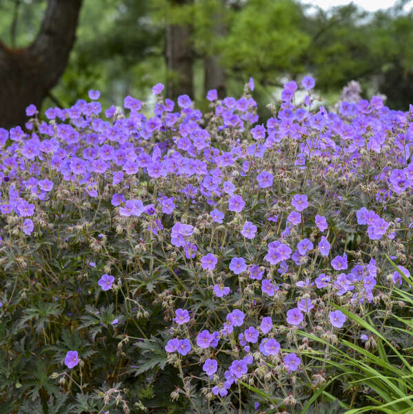 Geranium pratense Boom Chocolatta