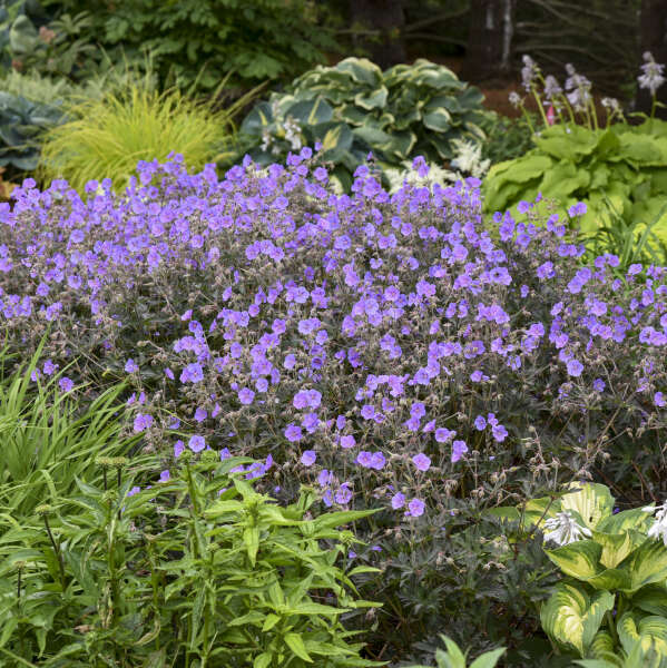 Geranium pratense Boom Chocolatta