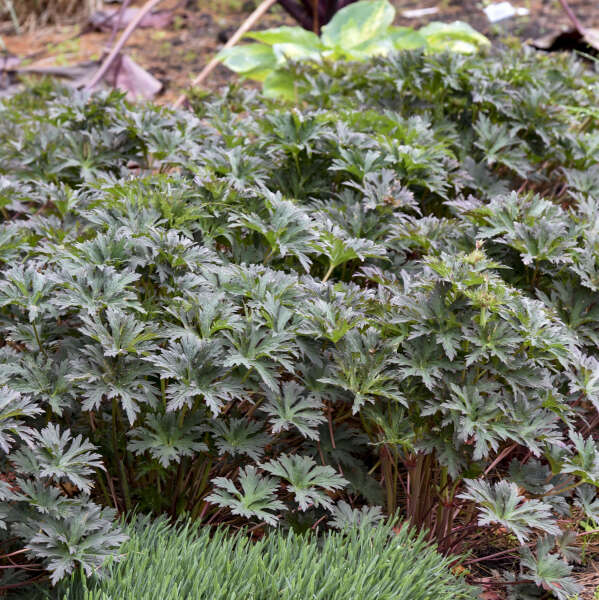 Geranium pratense Boom Chocolatta