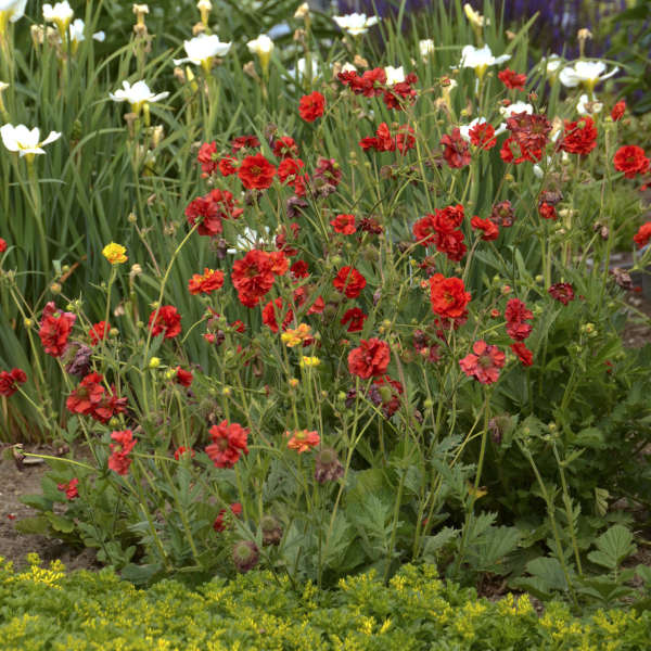 Geum flora plena 'Blazing Sunset'