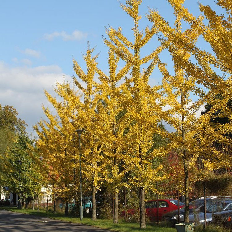 The President Ginkgo Tree – New Blooms Nursery
