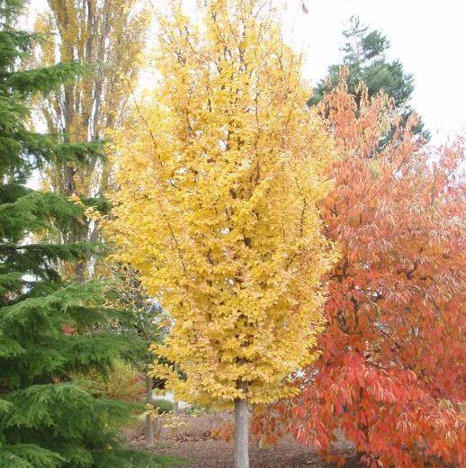 Ironwood Golden Belltower