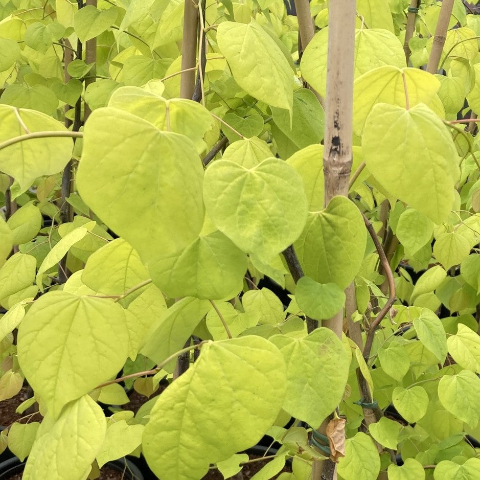 Golden Falls Redbud - Cercis Canadensis