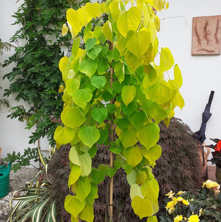 Golden Falls Redbud - Cercis Canadensis