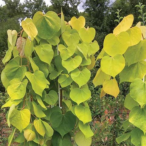 Golden Falls Redbud - Cercis Canadensis