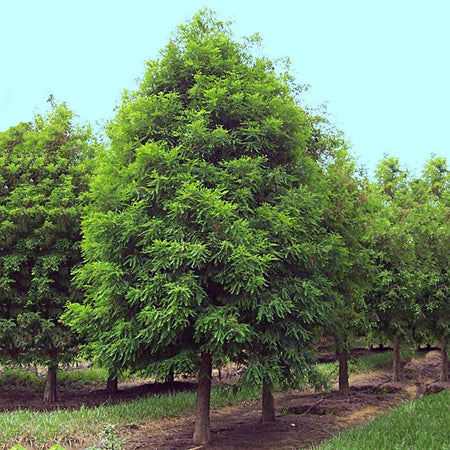 A green whisper bald cypress in a growing field around 20 ft. tall