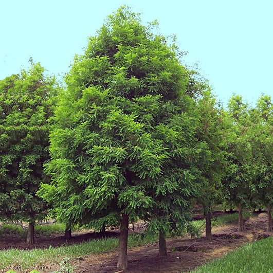 A green whisper bald cypress in a growing field around 20 ft. tall