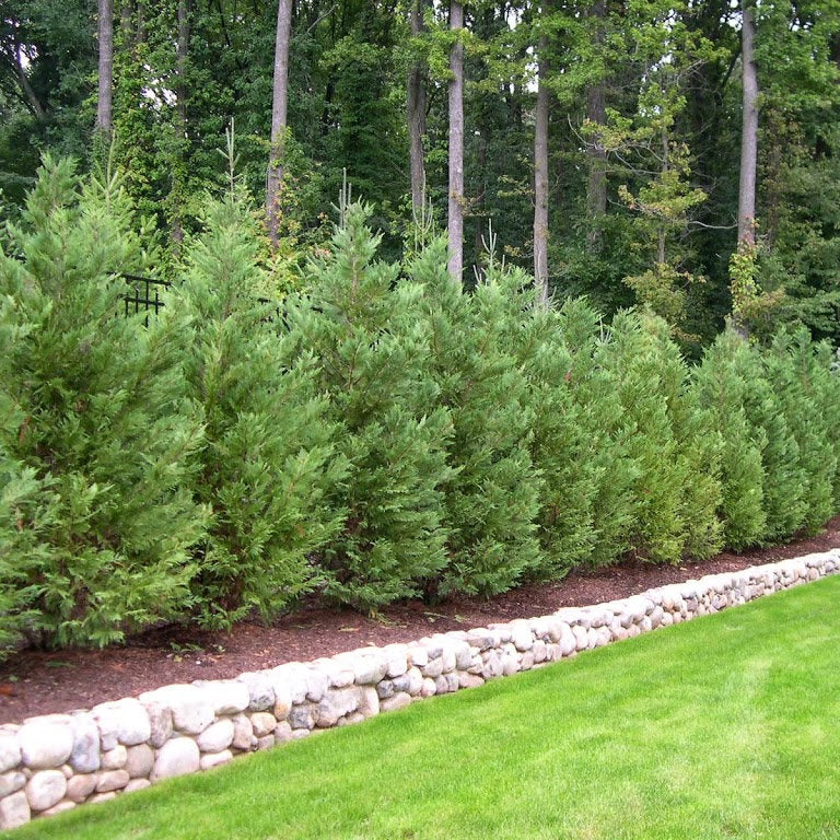 Thuja Green Giant