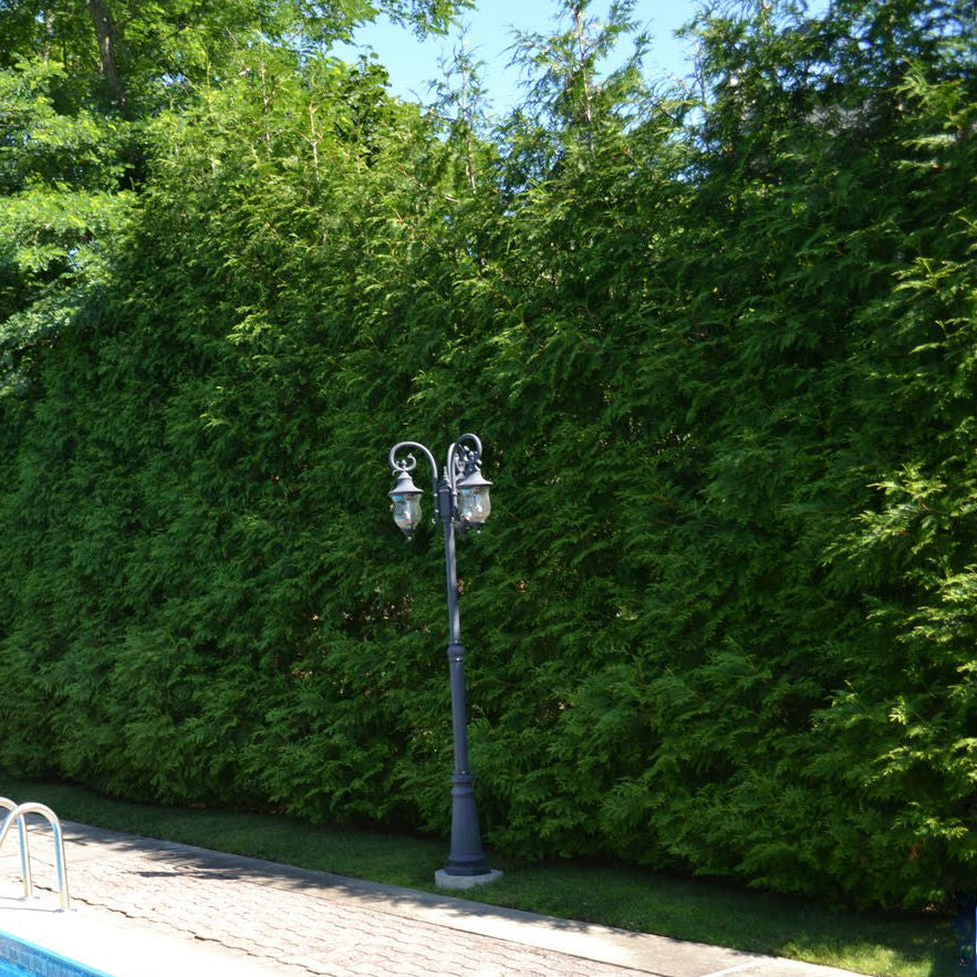 Thuja Green Giant