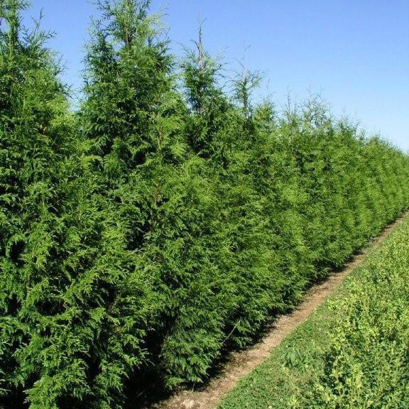 Thuja Green Giant