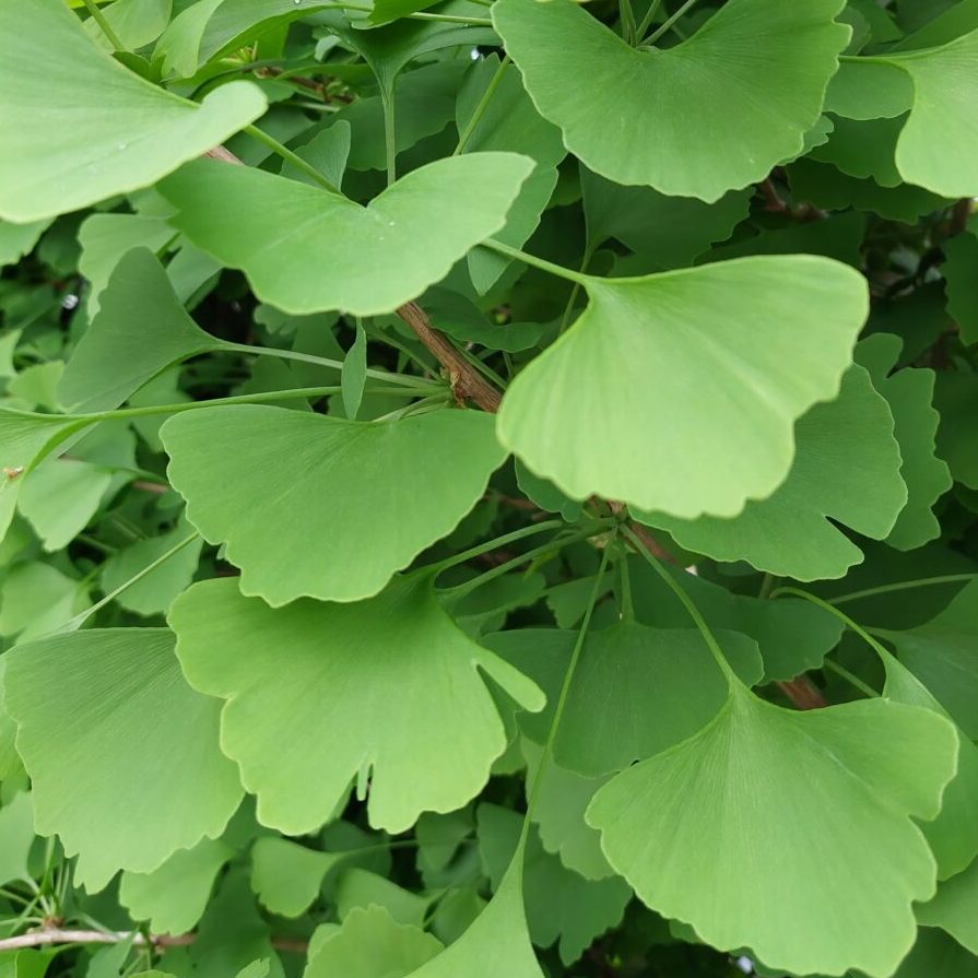 Grindstone Ginkgo Tree
