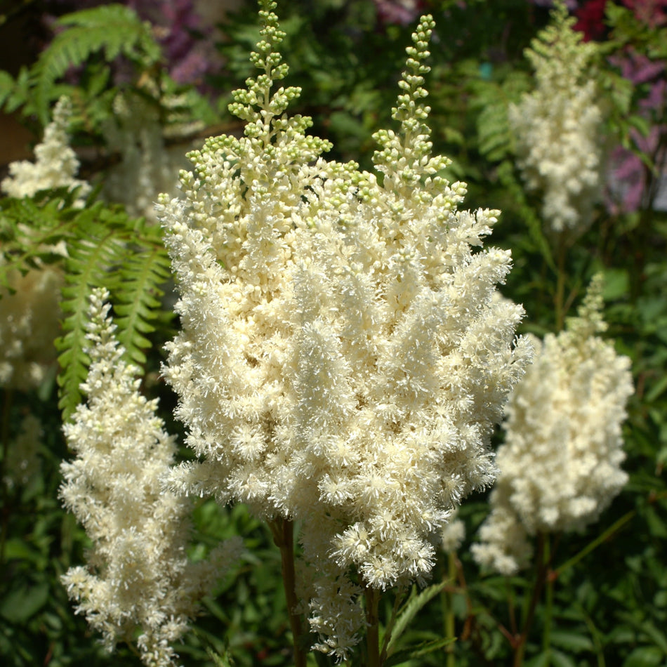 Astilbe Gloria White - Astilbe x arendsii