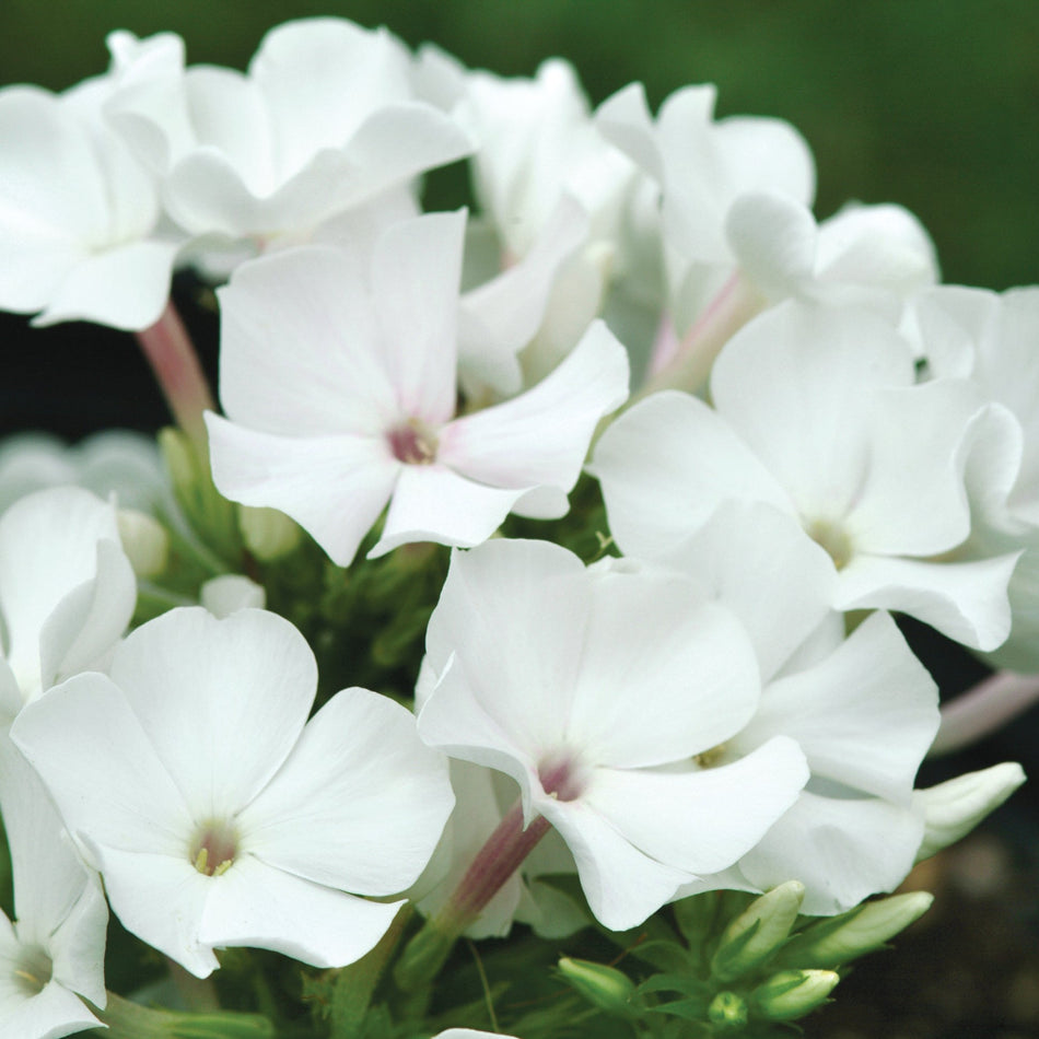 Phlox Paniculata Flame White
