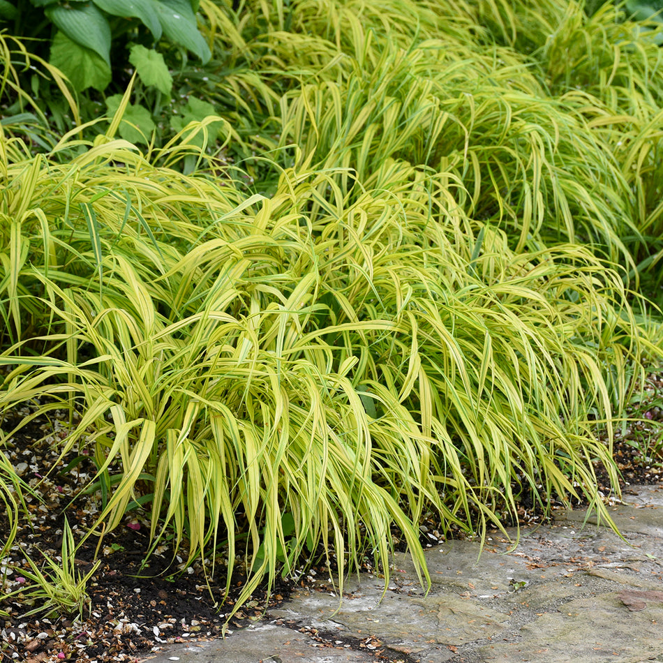 Japanese Forest Grass