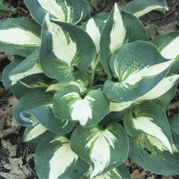 Half and Half Hosta