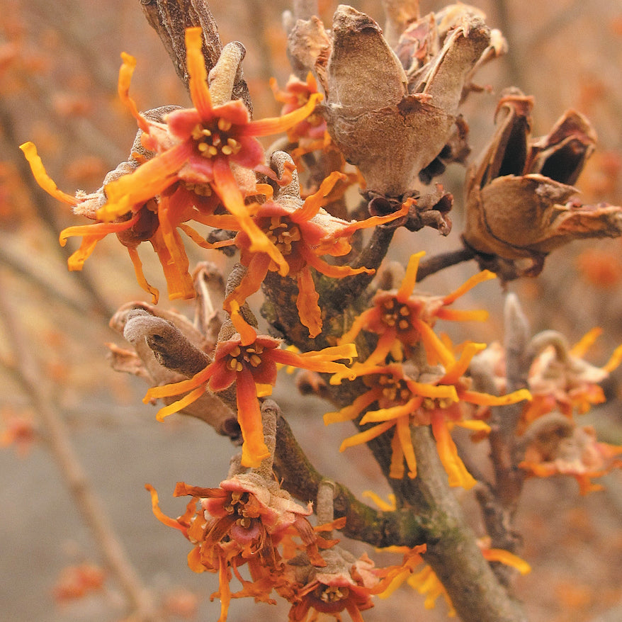Vernalis Witch Hazel