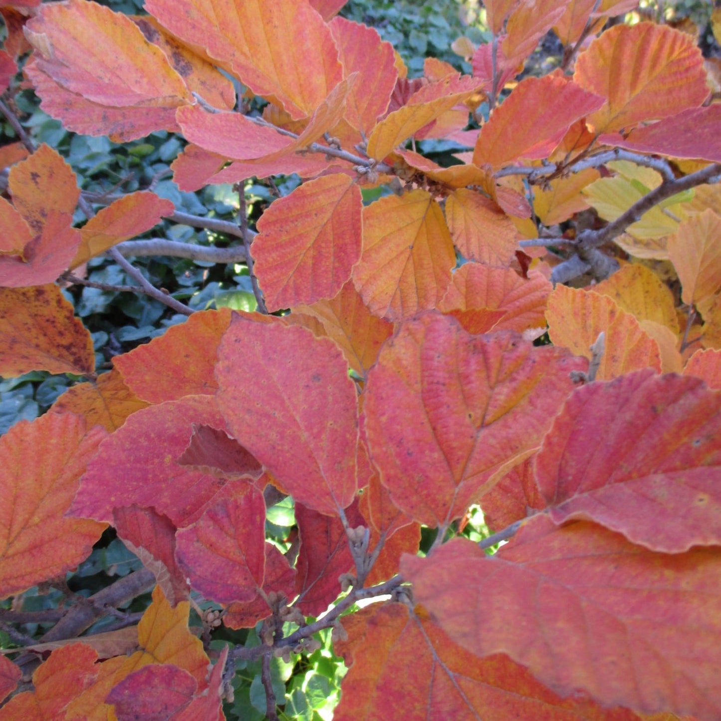 Vernalis Witch Hazel