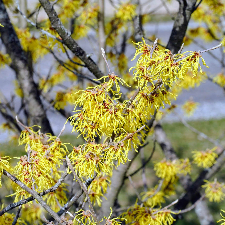 Harvest Moon Witch Hazel