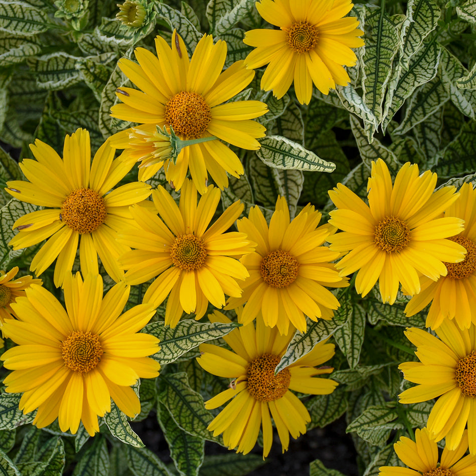 Heliopsis Sunstruck