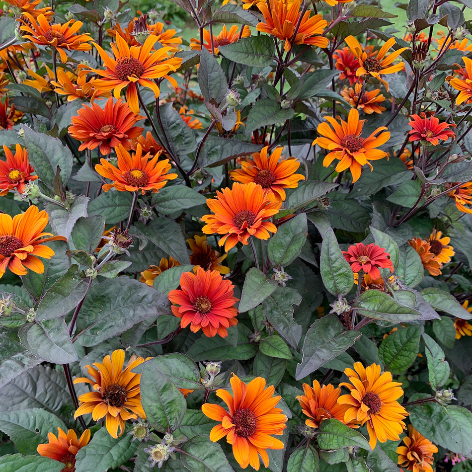 Heliopsis Bleeding Heart