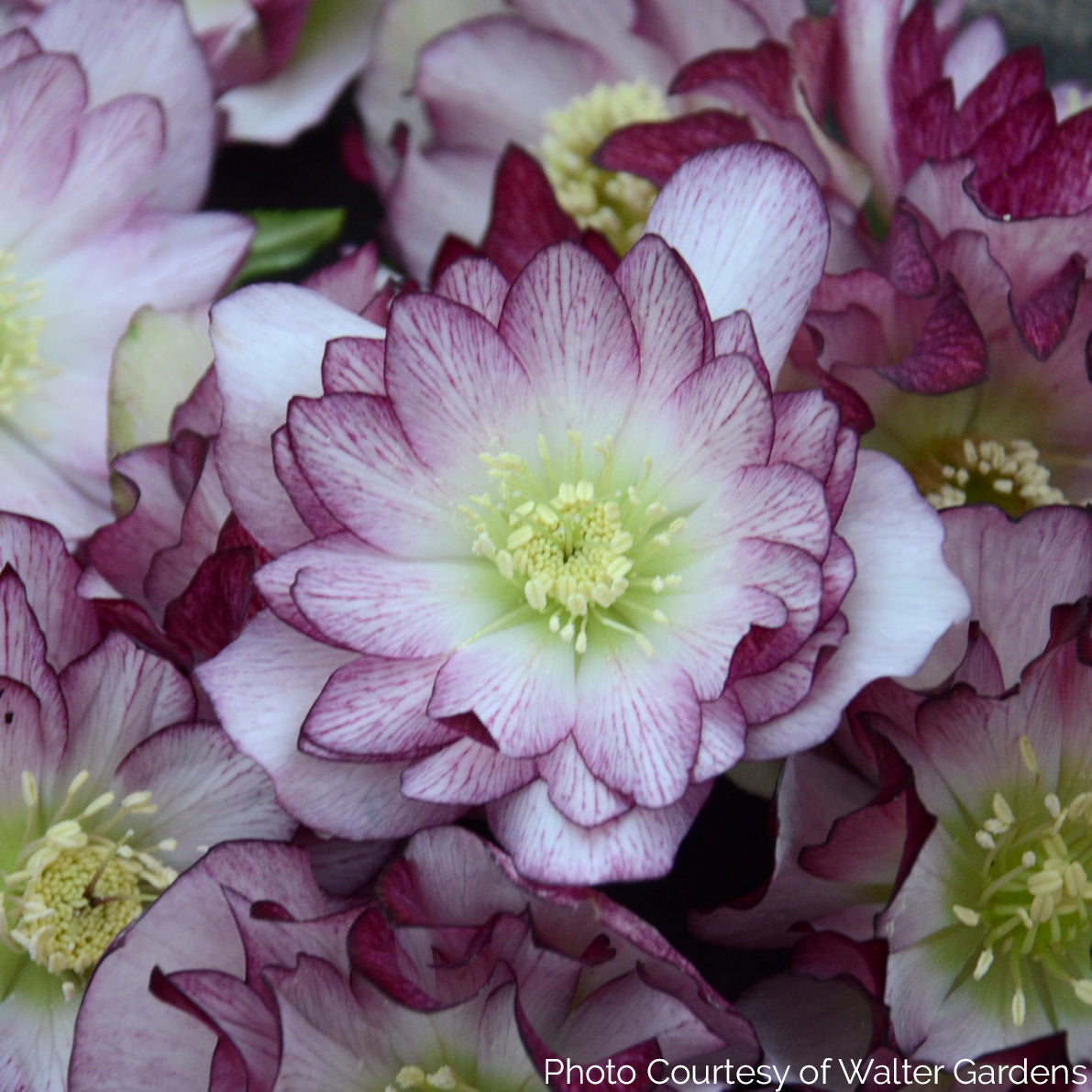 Helleborus WEDDING PARTY 'Blushing Bridesmaid' - Lenten Rose