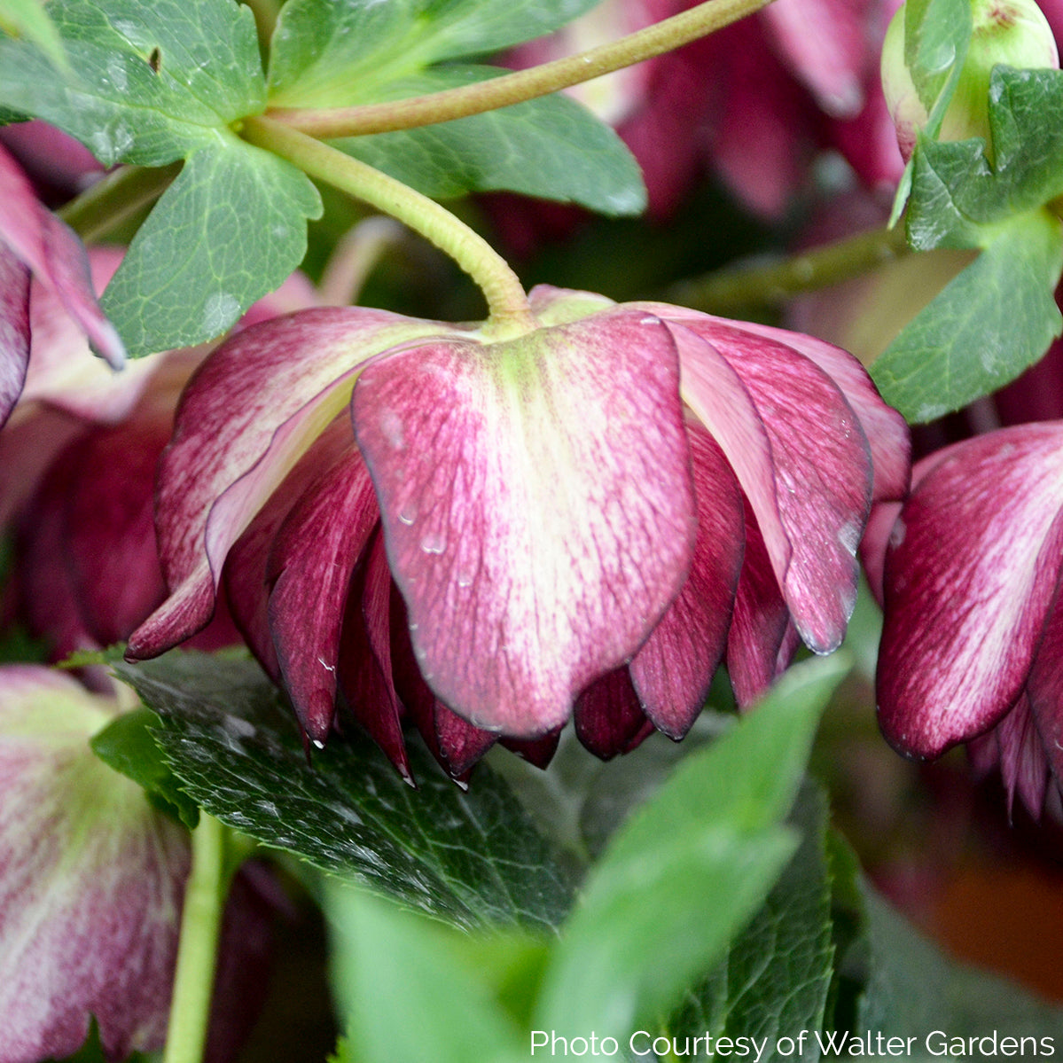 Helleborus WEDDING PARTY 'Blushing Bridesmaid' - Lenten Rose