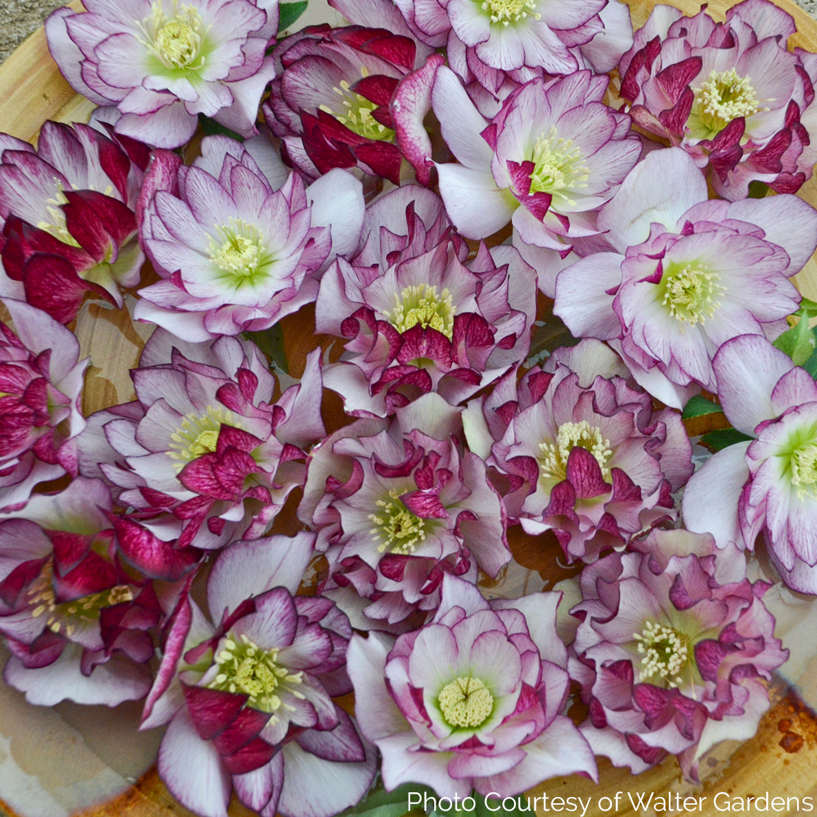 Helleborus WEDDING PARTY 'Blushing Bridesmaid' - Lenten Rose