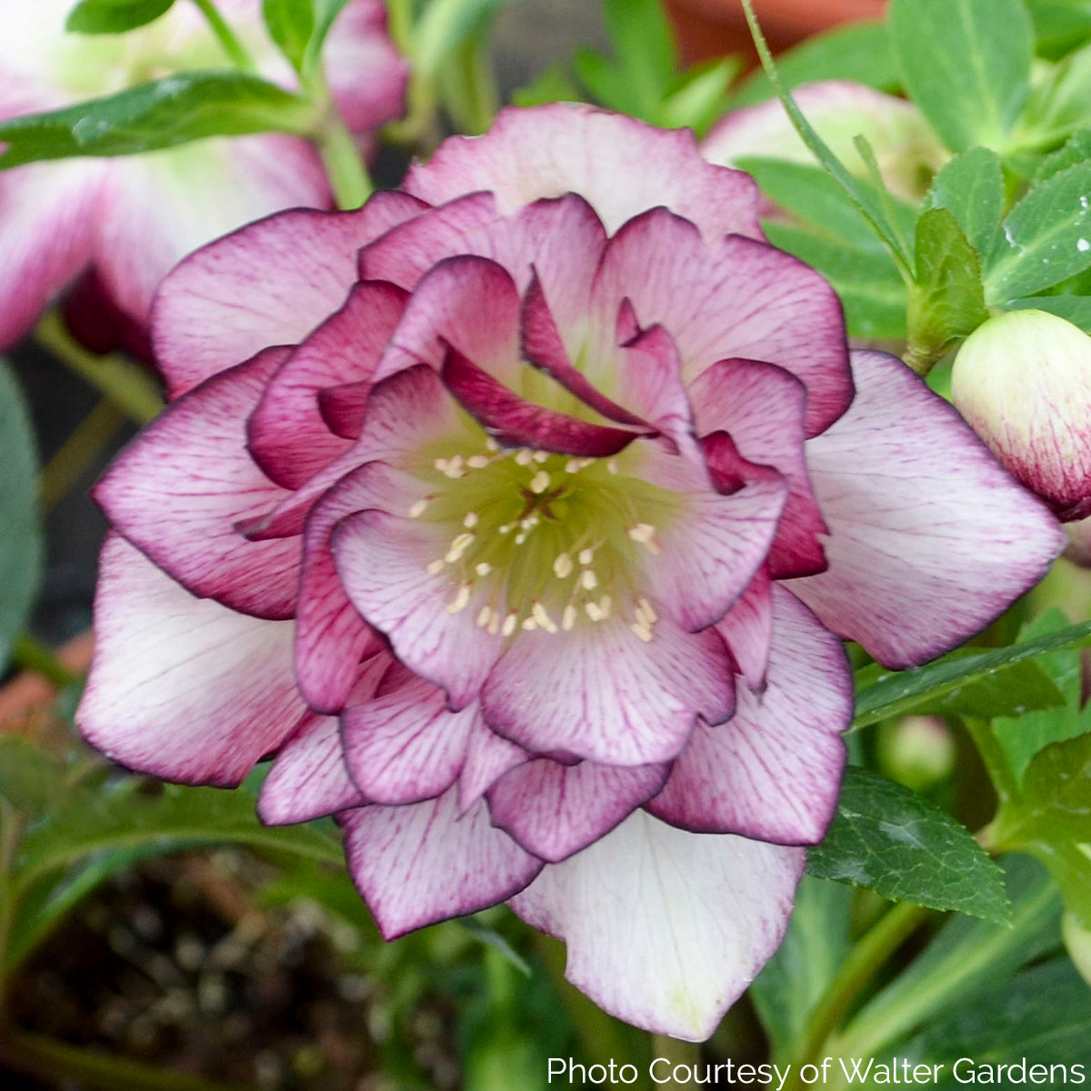 Helleborus WEDDING PARTY 'Blushing Bridesmaid' - Lenten Rose