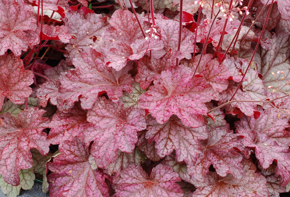 Heuchera 'Berry Smoothie' - Coral Bells